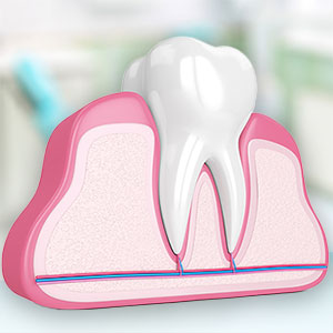 tooth with supporting bone and soft tissue